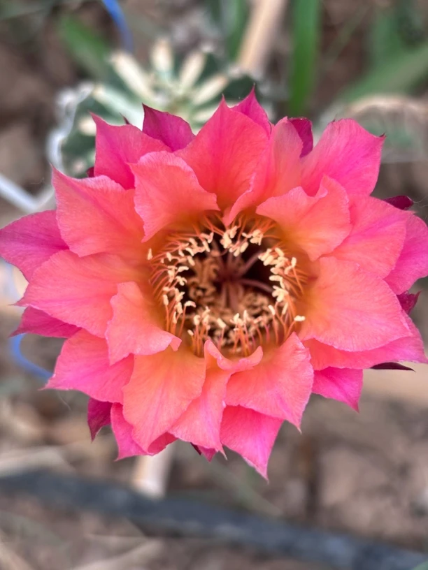 W07 仙人球 侧芽 （满25米包邮）