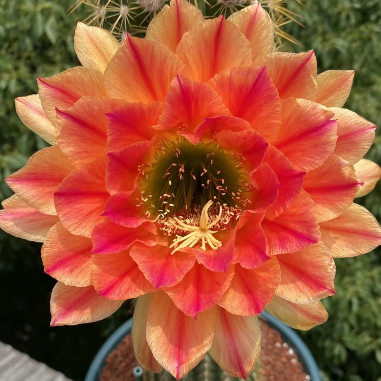 毛花柱 火焰魔术侧芽 （满25米包邮）