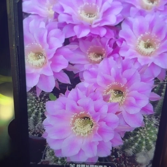 彩草 交响乐 开花15公分 侧芽 满25米包邮
