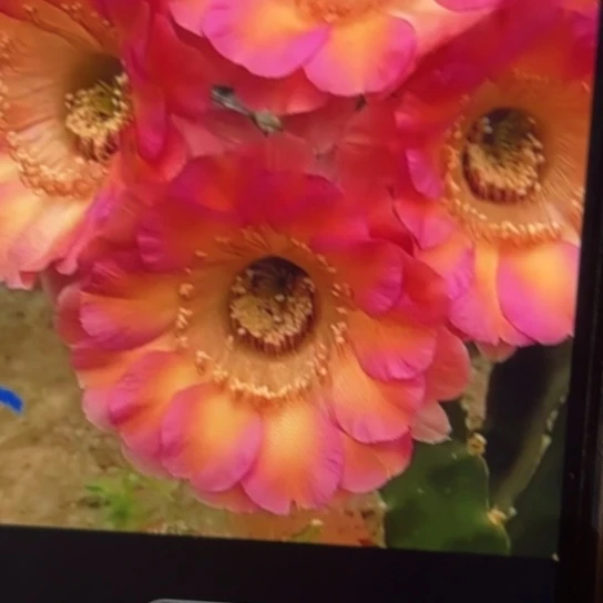 彩草 丽耀  侧芽 满25米包邮