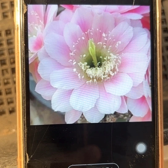 丽花 蜡牡丹 侧芽 全场满25米包邮