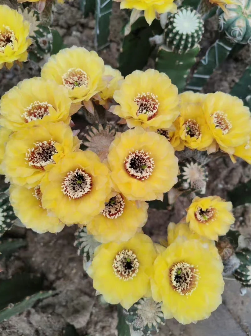 阿尔特米斯 侧芽 满25米包邮