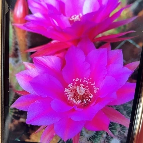 彩草 南希 侧芽 满25米包邮