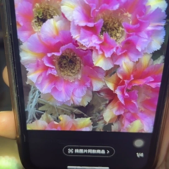 彩草 粉洛 侧芽 满25米包邮