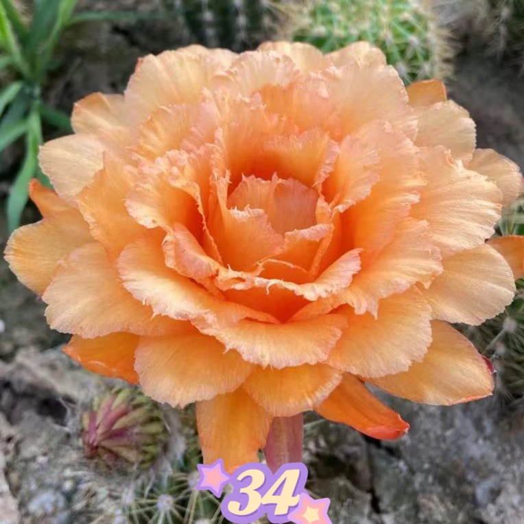 仙人球 毛花柱34 侧芽 绿植黄好养