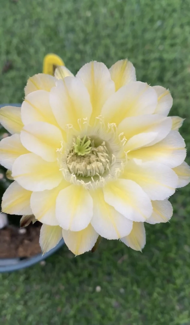 彩草 温雅 侧芽 全场满25米包邮
