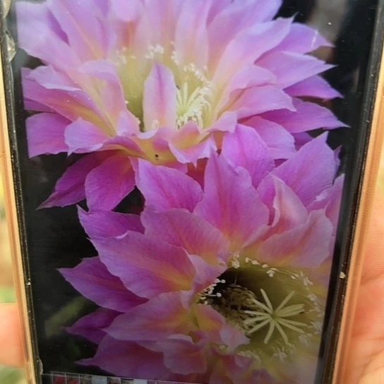 彩草 萨苏 侧芽 满25米包邮