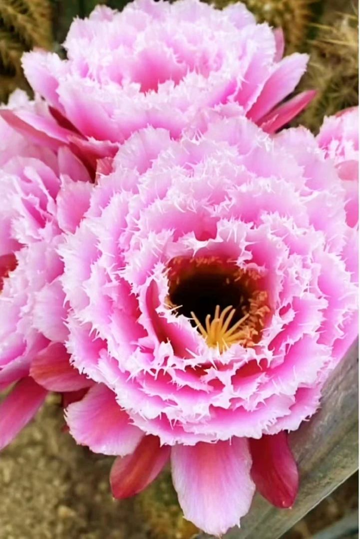 毛花柱 云儿 侧芽（满25米包邮）芸儿
