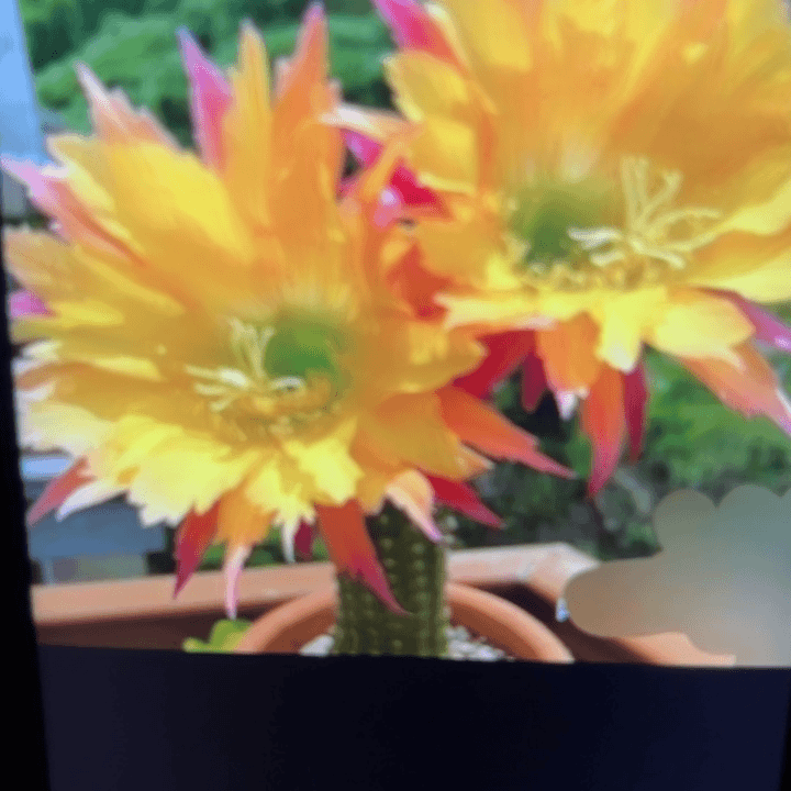 毛花柱 超级杏 侧芽 4·5 满25米包邮