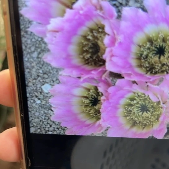 鹿角柱 彩虹虾 侧芽 满25米包邮