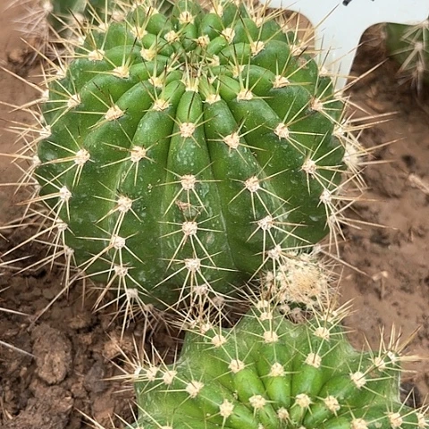 毛花柱 703 1071 a1