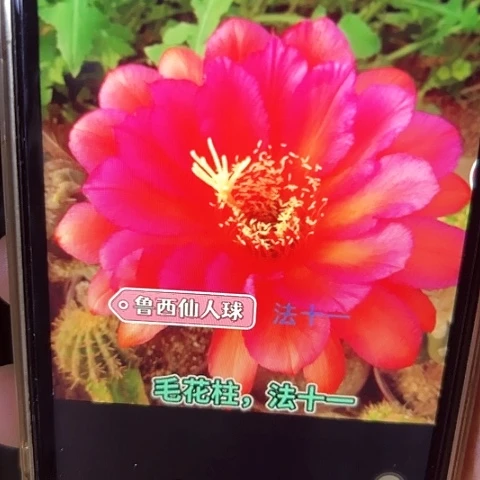 法十一 侧芽 000000