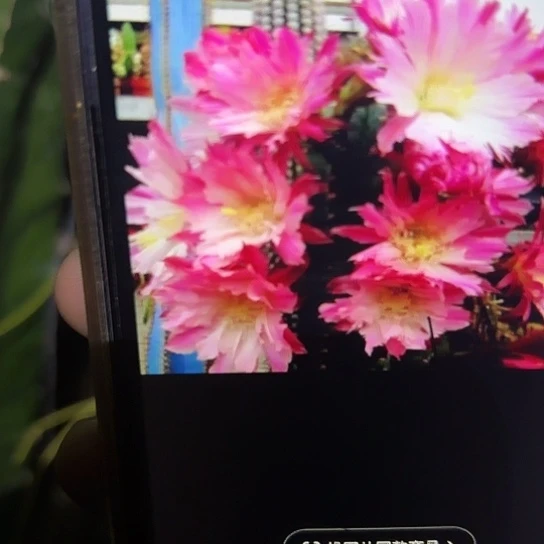 毛花柱 路德维希国王 侧芽满25米包邮
