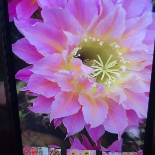 彩草 萨苏 侧芽 满25米包邮