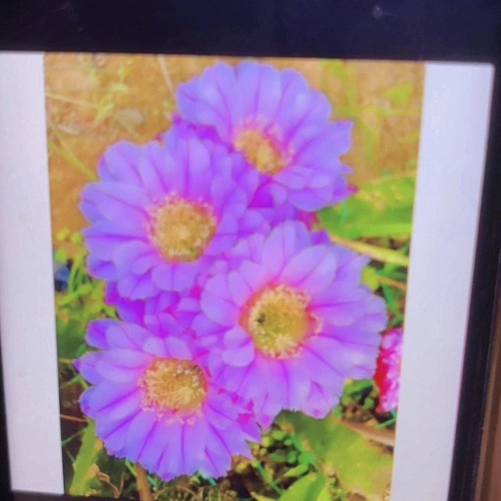 彩草 天鹅湖 侧芽 满25米包邮