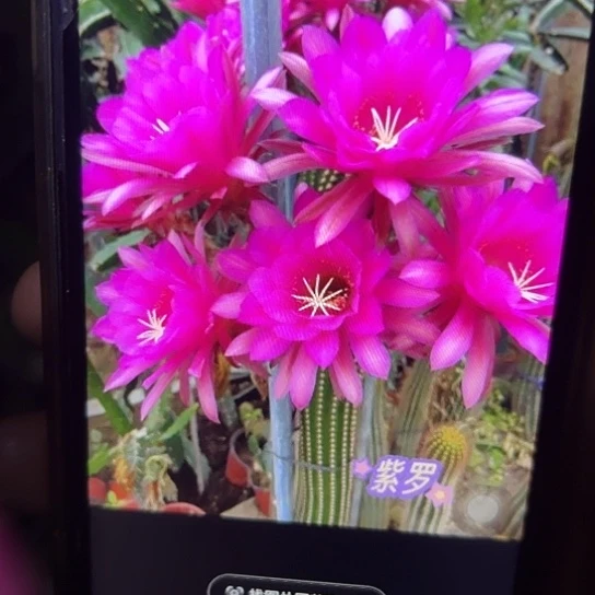 金妞 紫罗 侧芽 满25米包邮