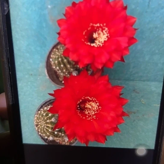 彩草 芊红 侧芽 满25米包邮