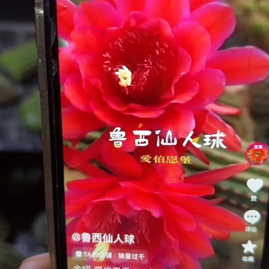 金妞 爱伯 侧芽 满25米包邮