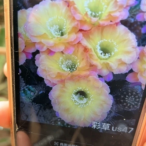 彩草 us.47侧芽 满25米包邮