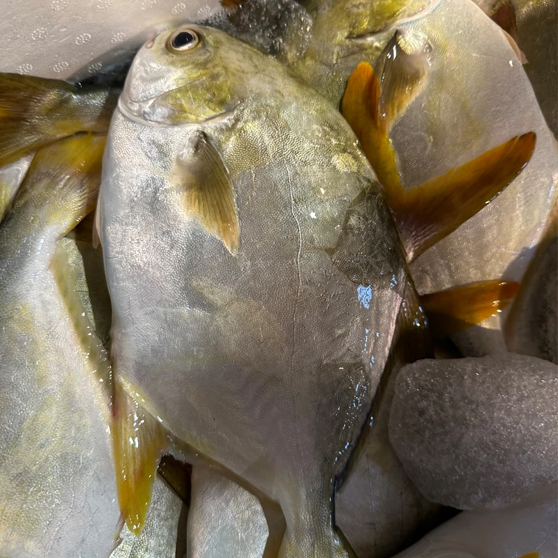 湛江本港海金昌4斤