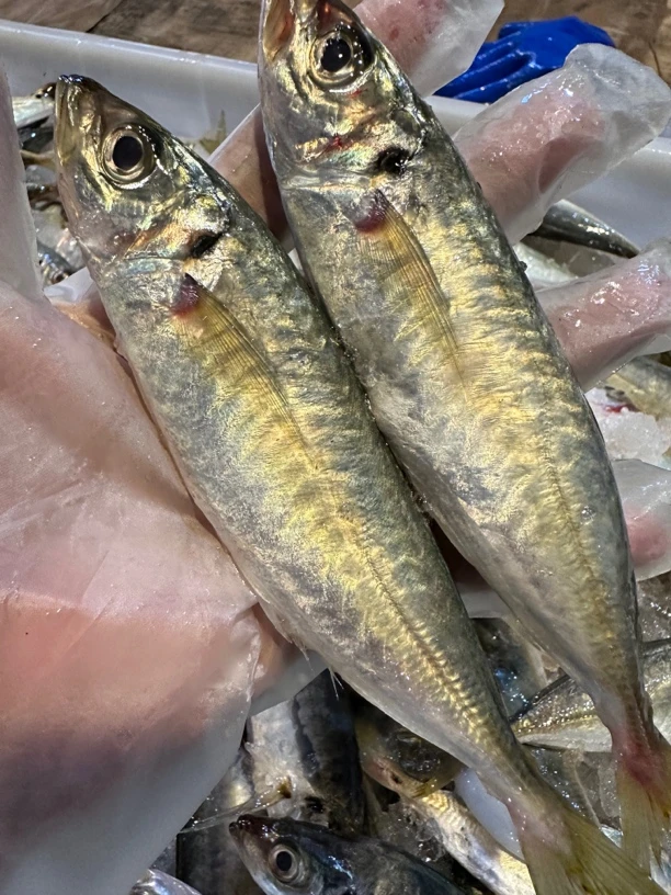 广东湛江 巴浪鱼 5斤 顺丰包邮
