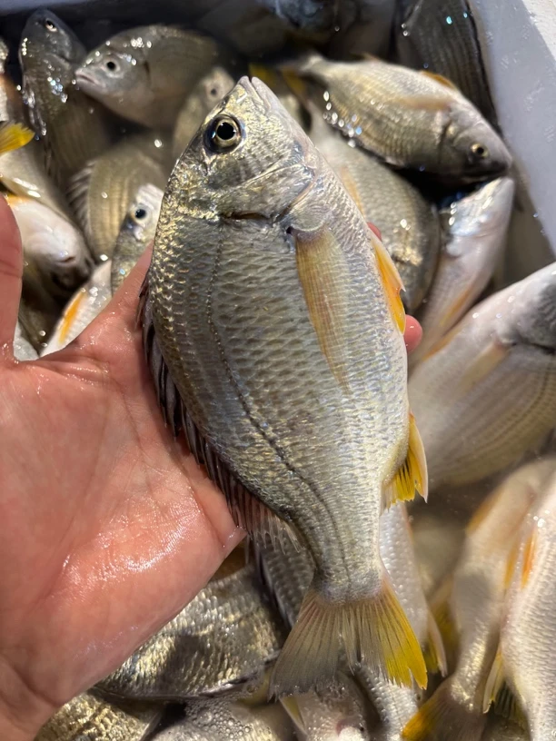 广东湛江 黄脚立 黄翅鱼 一斤3-4条