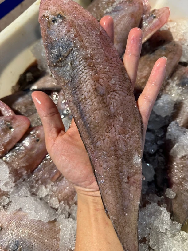 广东湛江 龙利鱼5斤