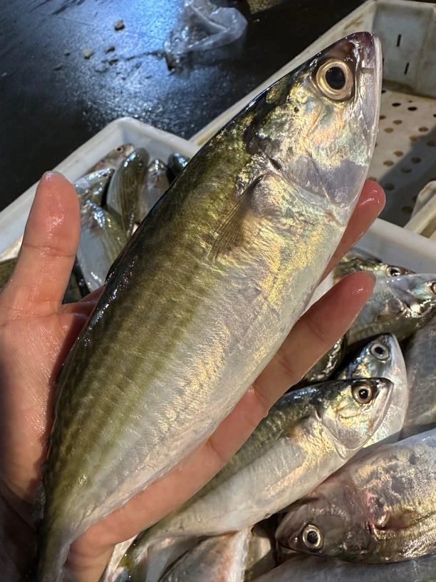 广东湛江 白面鱼 肥妹仔鱼 5斤 顺丰包邮