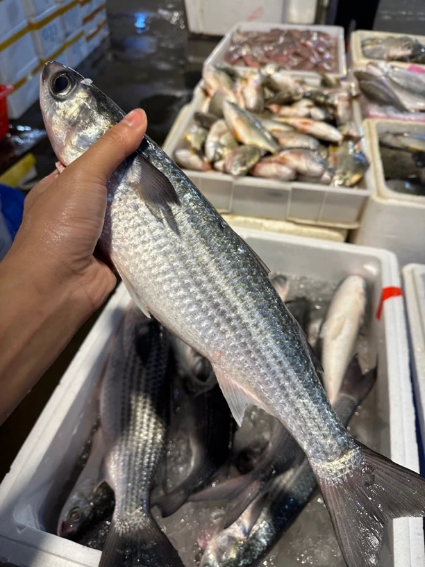 广东湛江 乌头鱼