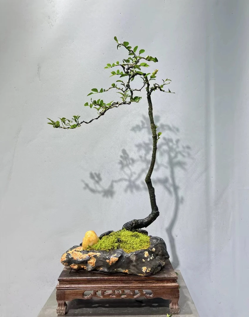 杂木类开花结果 微 盆景 直播间一物一拍有困难找客服