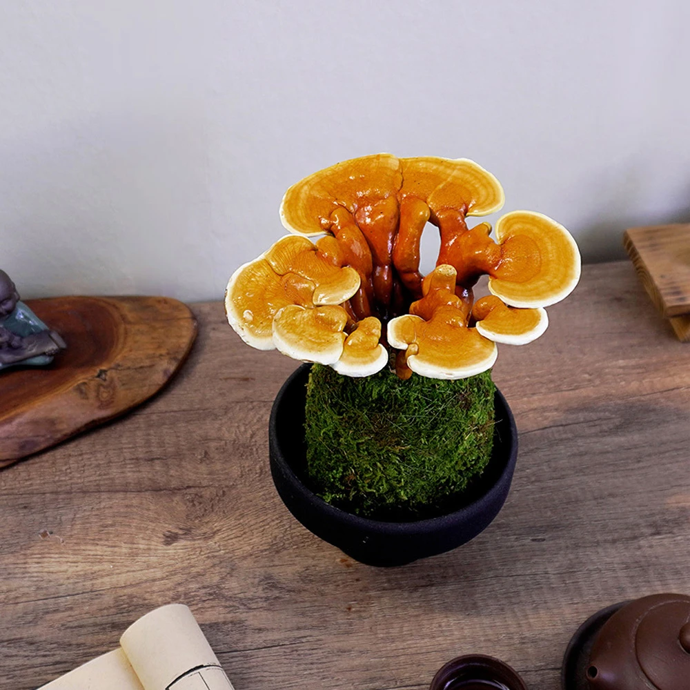 元宝灵 芝观赏艺术盆景新中式室内好养桌面摆件绿植花卉鲜活自然