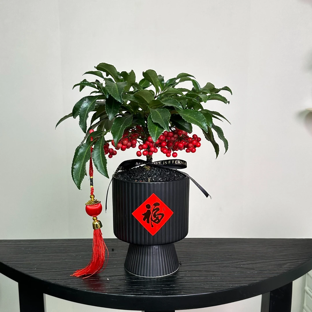 富贵籽 年宵花 室内观果植物  室内绿植盆栽 新年礼物