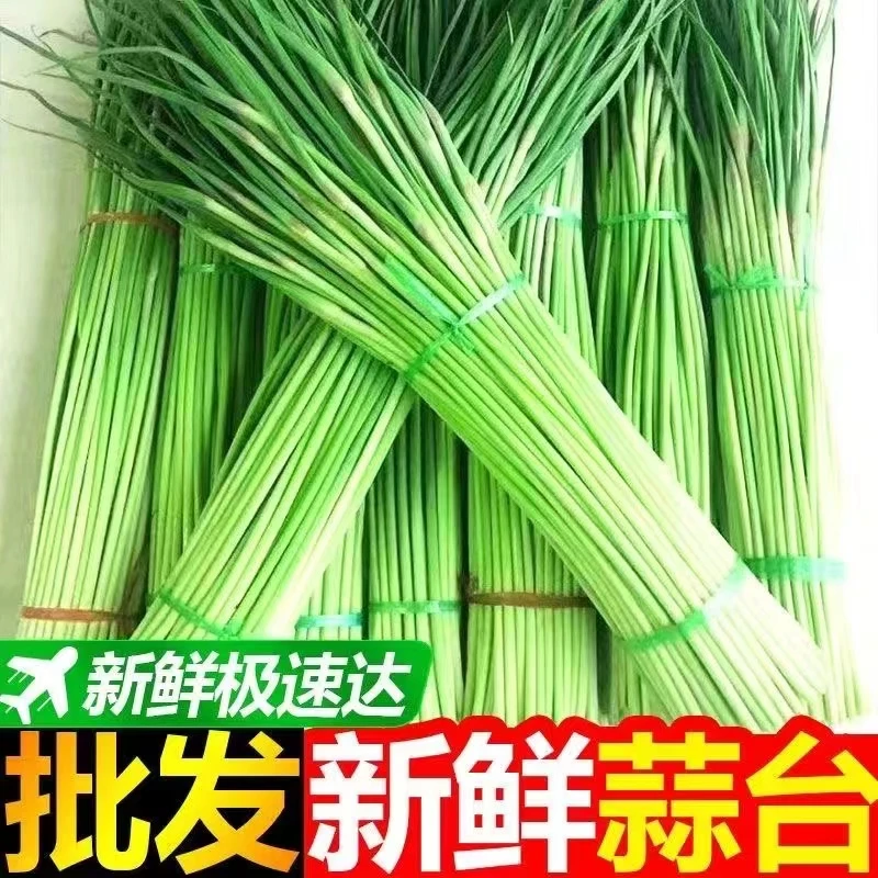 【现摘现发】2024新鲜蒜苔农家自种蒜薹蒜毫产地直发2斤/5斤包邮