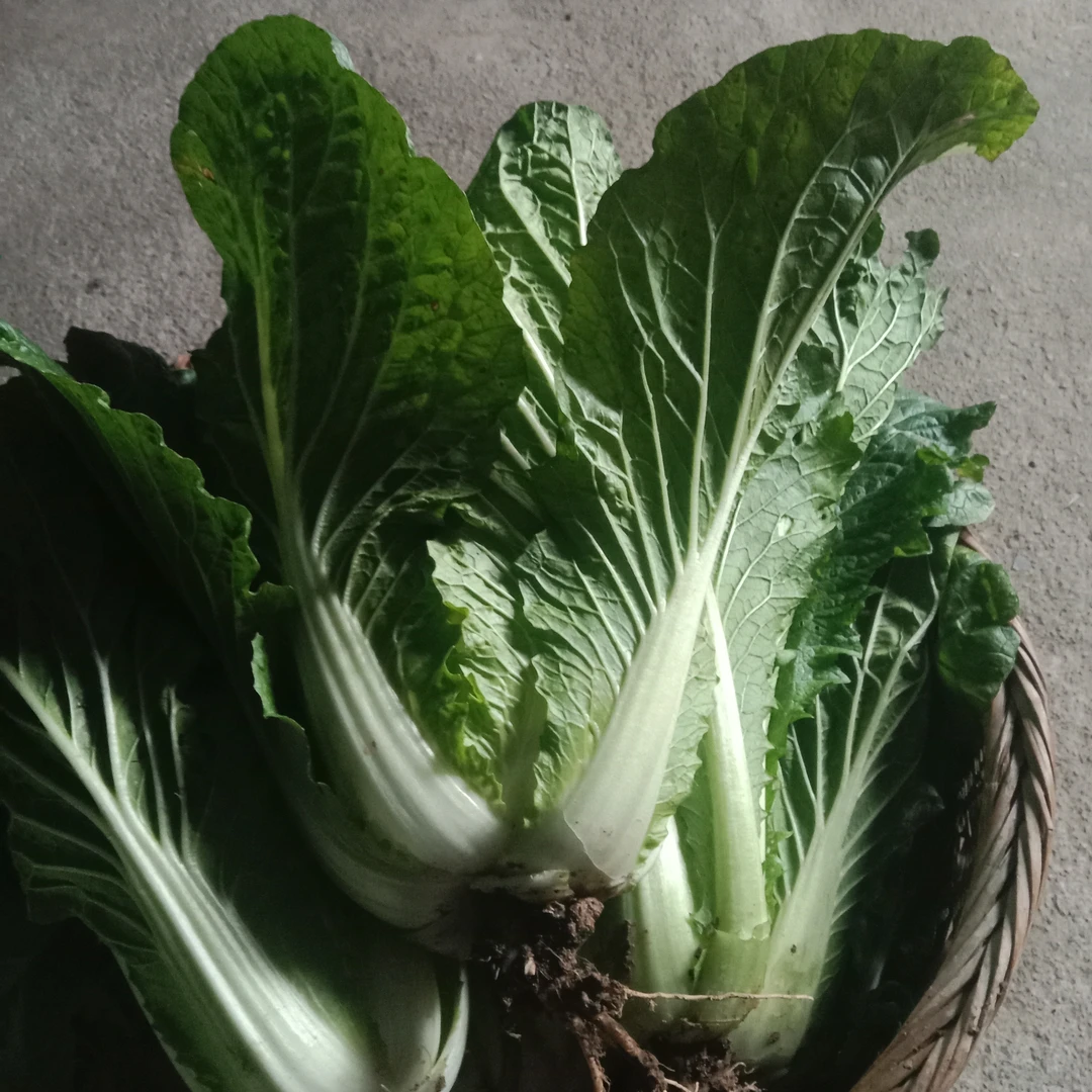 【恩施助农专属】恩施高山农家自种大白菜