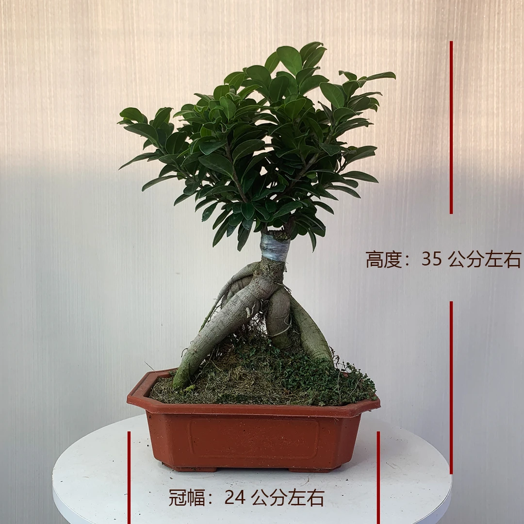 中号金钱榕树盆景老桩苗木造型盆栽人参榕大叶易活提根绿植大树