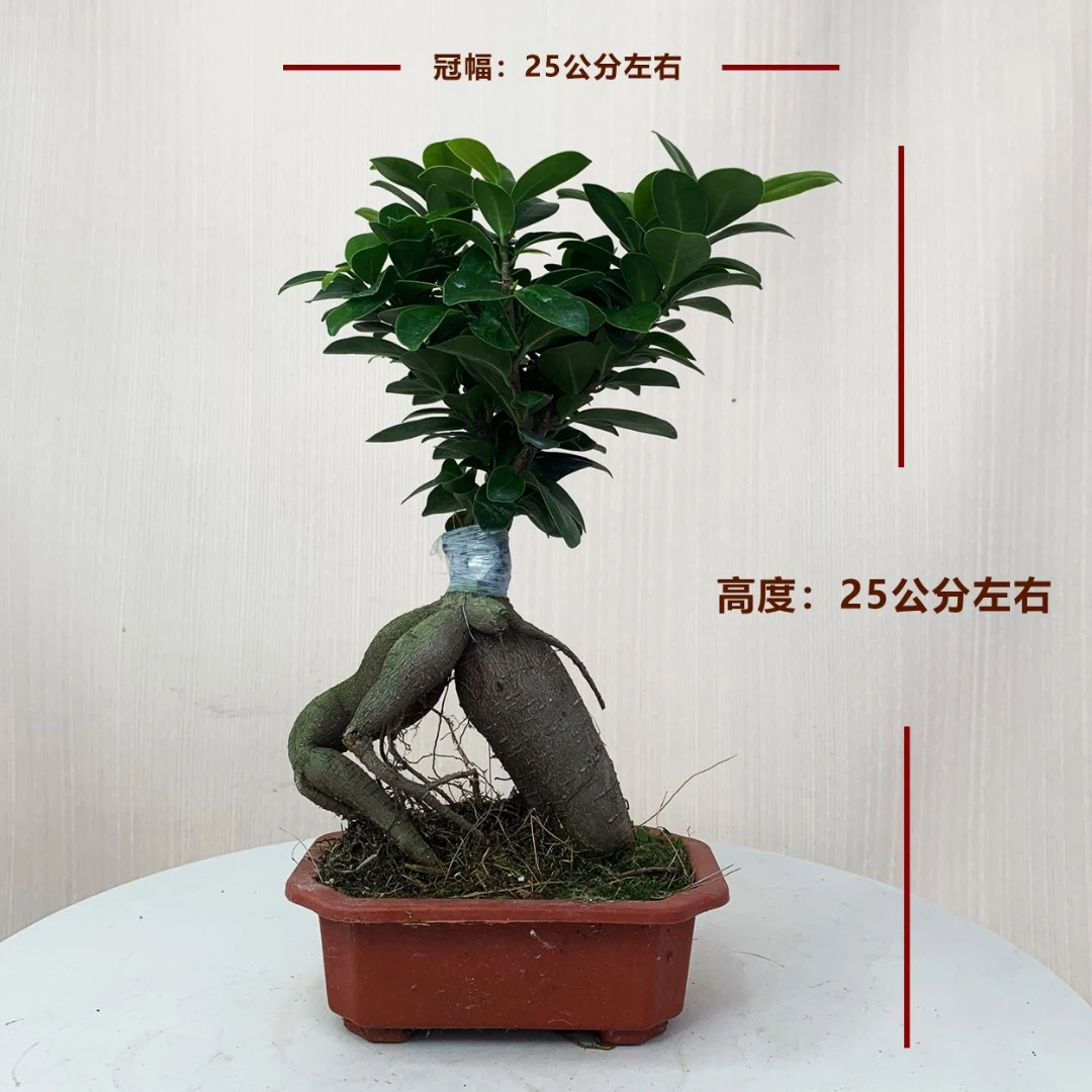 榕树盆景提根老桩办公室内桌面客厅绿植花卉盆栽好养植物净化空气
