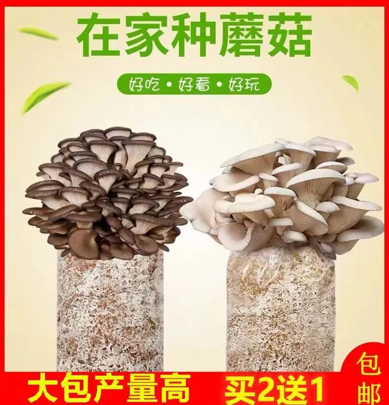 【买2送1】蘑菇种植包平菇菌种种子可食用家庭盆栽蘑菇菌包种植