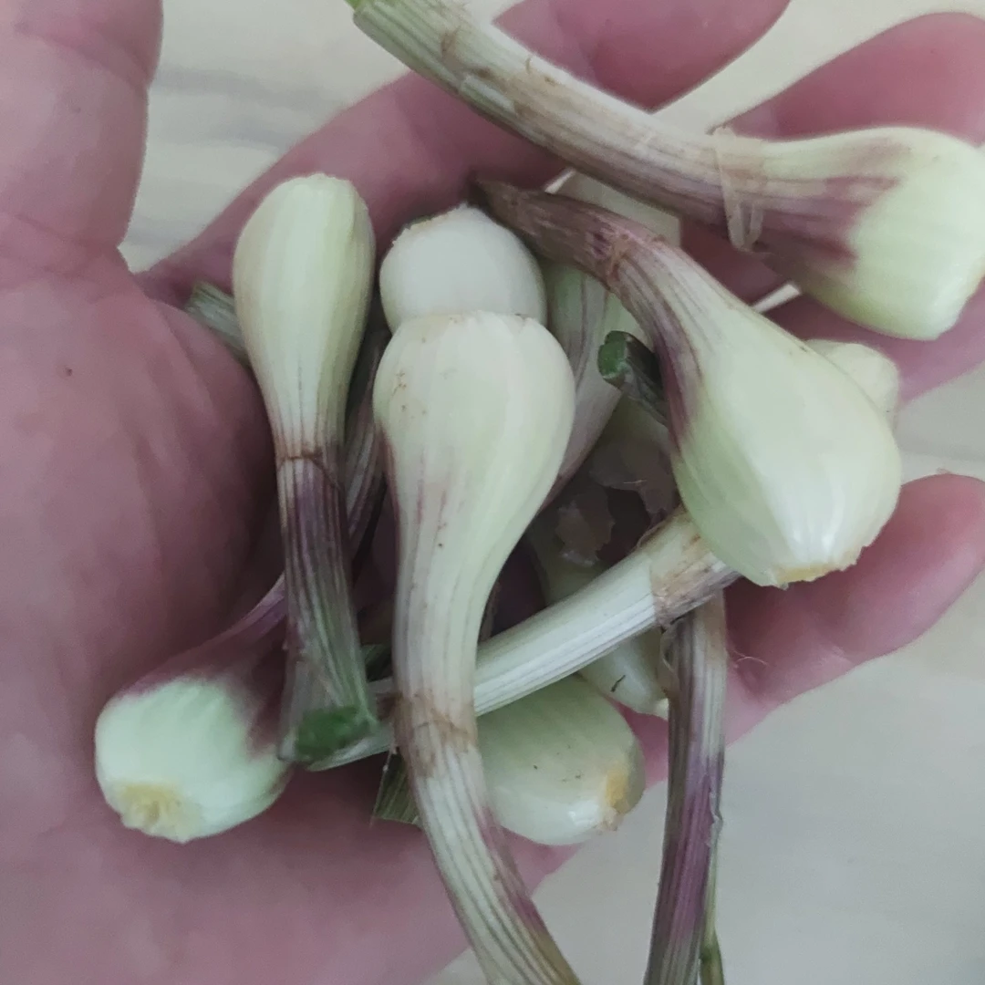 重庆酉阳高山藠头1斤起包邮