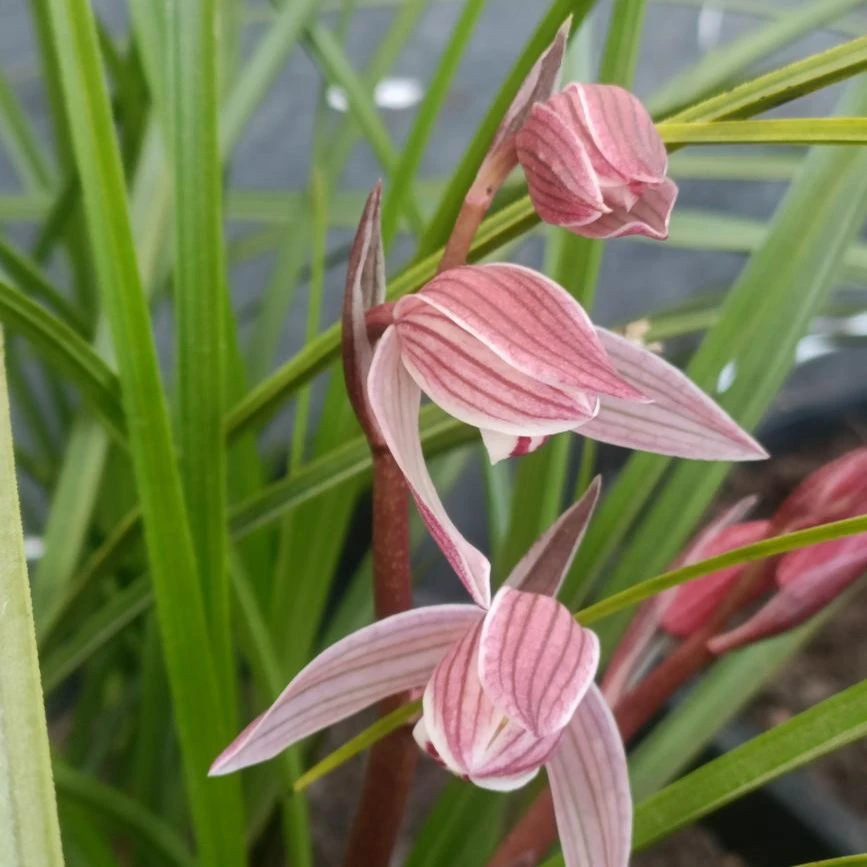 连瓣兰新品满200包邮拍草也直播为准老品种三百也上包邮 特价除外