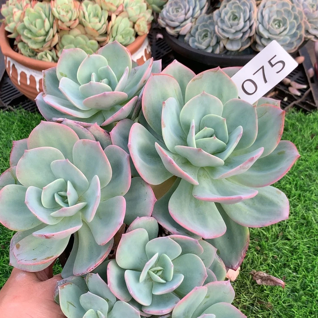 【闪购商品】75血凤