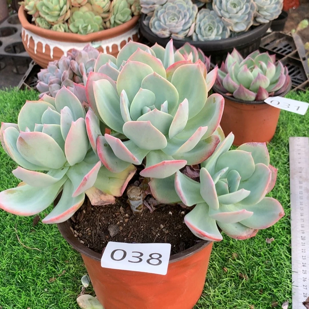 【闪购商品】玲****园38白凤