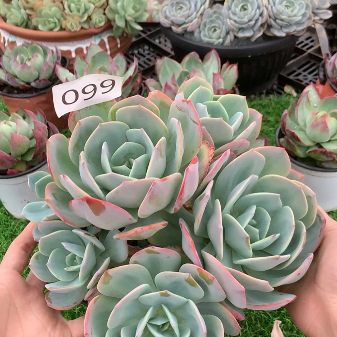 【闪购商品】淡**香99白凤