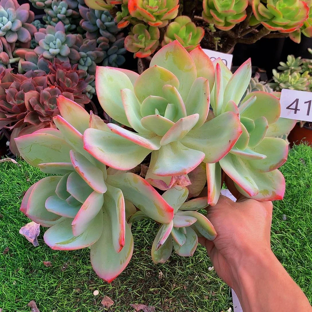 嫣**笑415 一物一拍多肉植物
