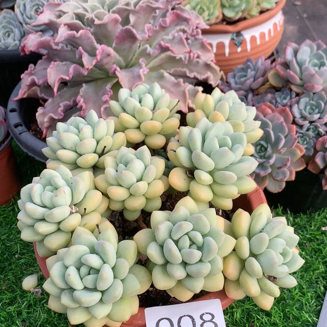 【闪购商品】碧*蝴8泡泡糖
