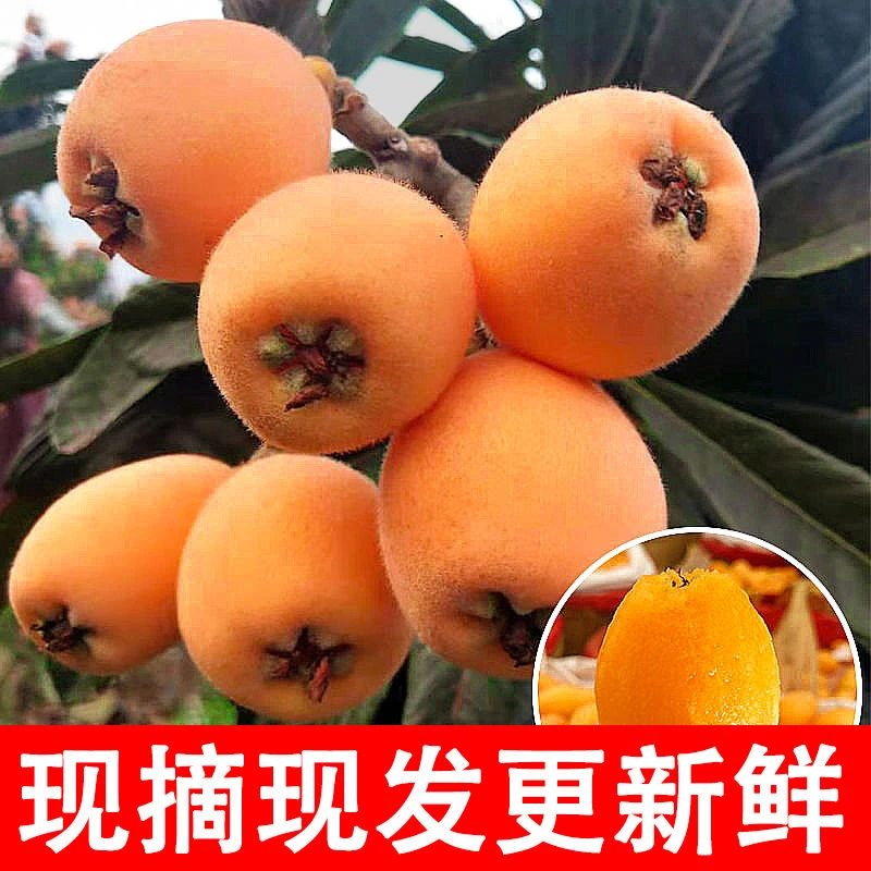 现摘云南蒙自新鲜枇杷枇杷果当季鲜果香甜果香净含量2/4斤水果