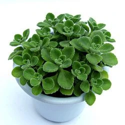 【新品】热销碰碰香盆栽香室内驱蚊一抹香味喷喷香摸摸多肉老桩绿