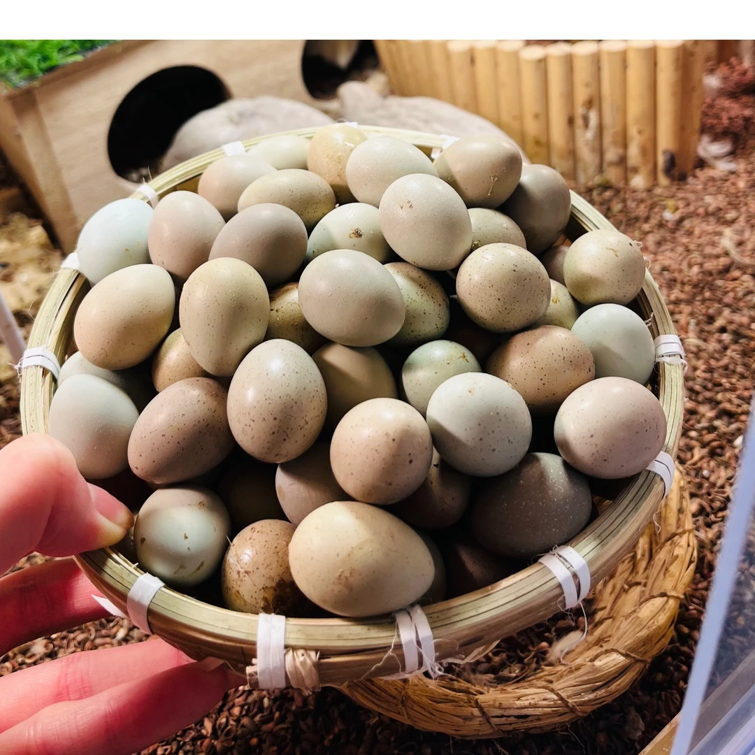 蛋蛋圆木桩芦丁鸡喂食器木墩芦丁鸡喂水器垫底实木墩底座松木