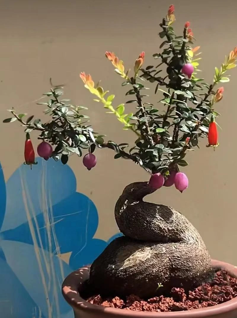 云南特产网红树萝卜绿植