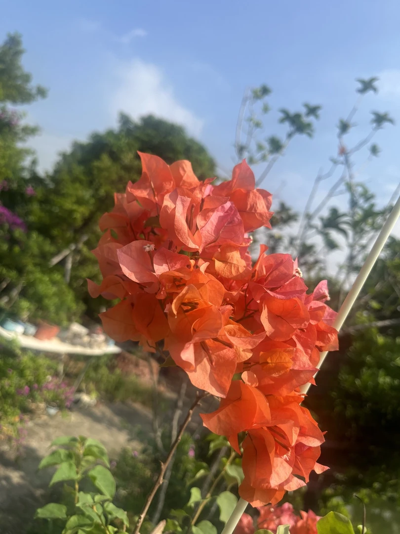 三角梅一物一拍-叶子养护圆盆原盆发芽（直播专用，请勿误拍）