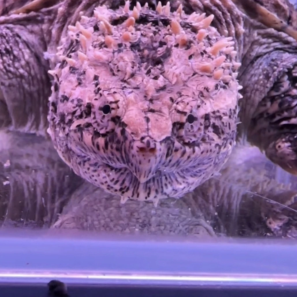 ｛直播精选｝爆刺佛鳄观赏龟人工养殖小乌龟